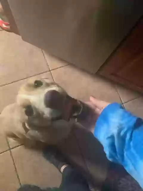 adoptable Dog in Fort Pierce,FL named Charlie